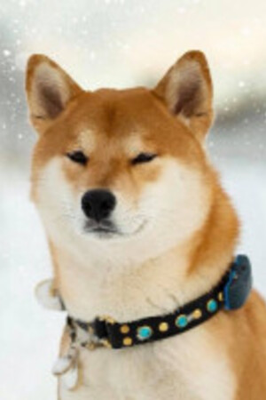 Shiba Inu