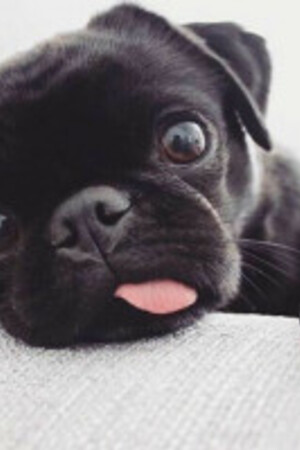 Pug In Black