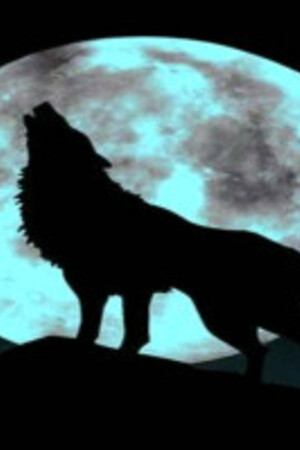 Wolf of Piscéd