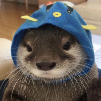 Otter