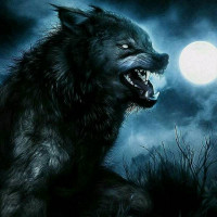 Black wolf